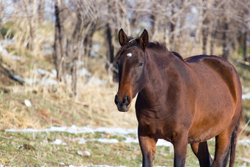 Fototapeta premium a horse in a pasture in winter