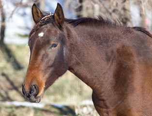 Obraz premium koń na pastwisku zimą