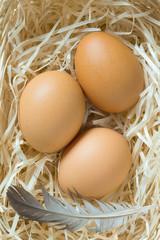 Three yellow eggs and chicken feather in a nest