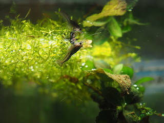 Krebs an der Oberfl&auml;che