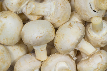 Mushrooms on a table closeup