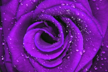 Fototapeta premium Romantyczna fioletowa róża z kroplami wody