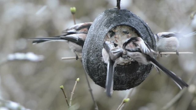 long-tailed tit (Aegithalos caudatus) looking for seeds on bird feeder in winter. coconut