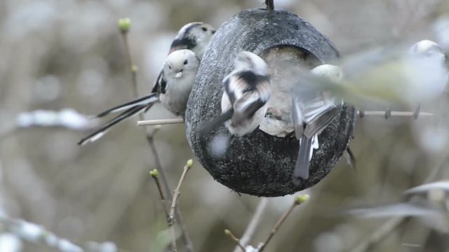 long-tailed tit (Aegithalos caudatus) looking for seeds on bird feeder in winter. coconut