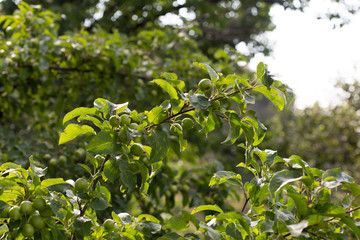 Green apples on a branch ready to be harvested, outdoors, selective focus