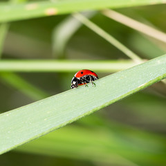 ladybug on grass macro