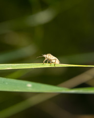 ladybug on grass macro