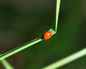 ladybug on grass macro