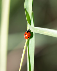 ladybug on grass macro