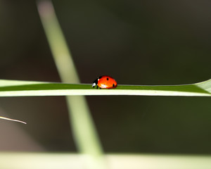 ladybug on grass macro