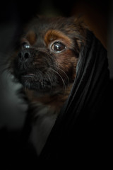 The Jedi dog, picture of a small dog posing as a Jedi
