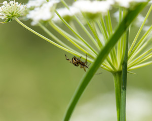 spider in the grass