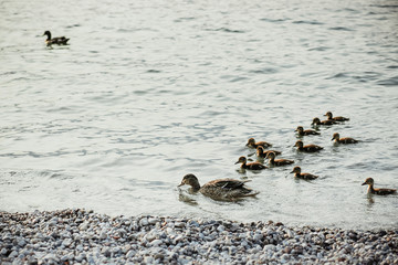 garda lake italy europe landscape