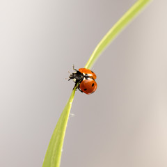 ladybug on grass macro