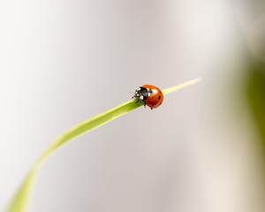 ladybug on grass macro