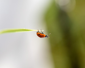 ladybug on grass macro