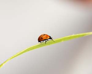 ladybug on grass macro