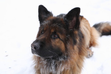 German Shepherd in the snow