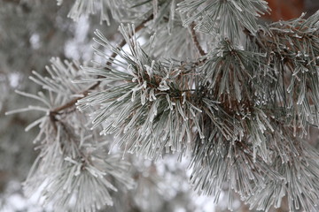 Naklejka na ściany i meble The branch of a pine covered with frost