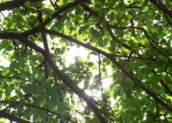 Green apple tree