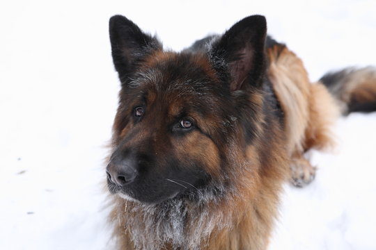 German Shepherd In The Snow