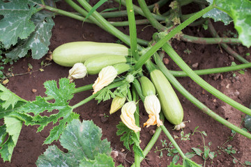 Obraz premium Zucchini plant