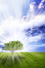 Plakat a magic tree with rays of Divine light like a spiritual divine concept 