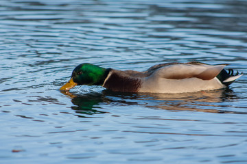 Duck on the lake