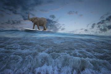 Summer fun, surreal image with an elephant surfing the waves