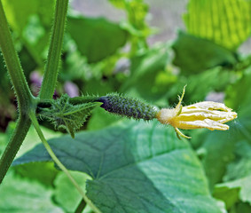 Flowering cucumber