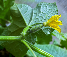 Cucumber ovary with the flower