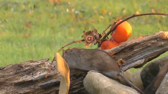 mouse comes out of its hole and goes to eat the seeds of a tree trunk in slowmotion