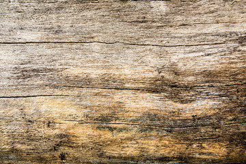 Naklejka premium old bark