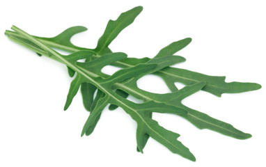 Fresh arugula or rucola leaves