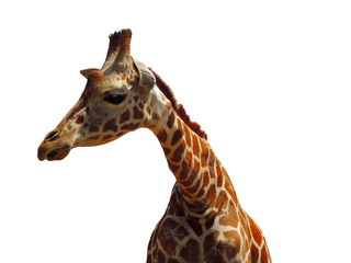 Giraffe head isolated closeup