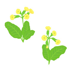 yellow primrose