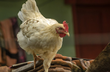 hen