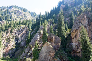 beautiful Christmas tree in the mountains in summer