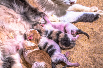 Cat baby in the sand. Mother cat gave birth in the sand in the first day