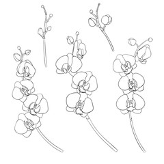 Set of orchids