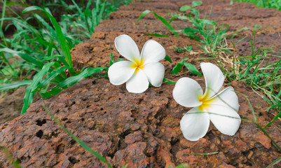 Plumeria on stone in nature park, vintage color tone