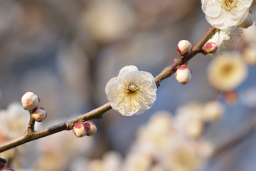 Macro background of Japanese White Plum blossoms in horizontal frame 