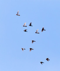 a flock of pigeons in the sky