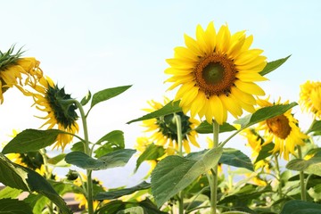 Sunflower field. Sunflower with blue sky and clouds. Summer background, bright yellow sunflower over blue sky. Landscape with sunflower field over cloudy blue sky. Bee on the sunflower