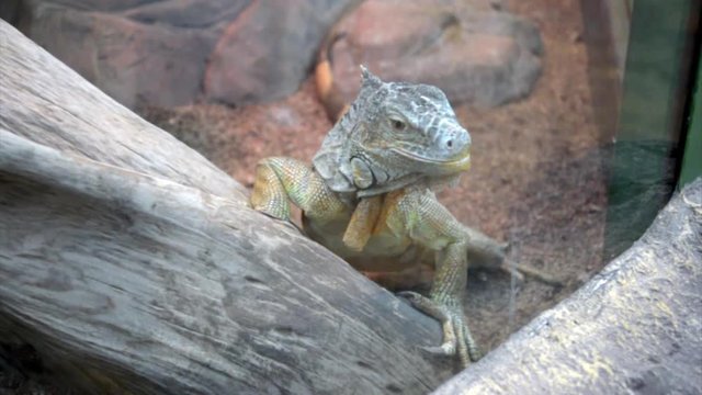 yellow iguana close-up in the terrarium 