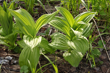 Obraz premium Wild herb Hellebore Lobel (lat. Veratrum lobelianum)