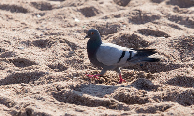 dove on the sand