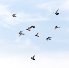 a flock of pigeons in the sky