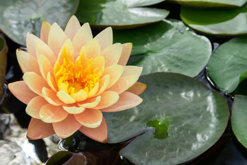 Gros plan de la belle fleur de lotus rose ancienne