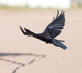 Black crow in flight Sea